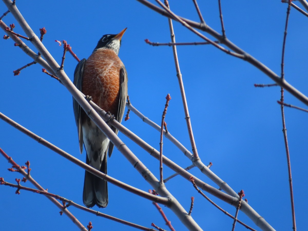 American Robin - ML501259901