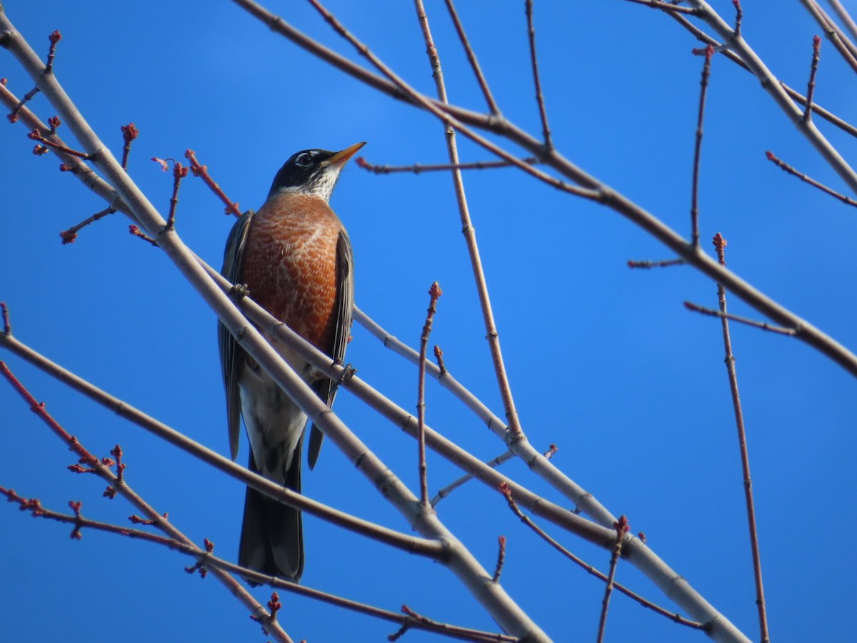 American Robin - ML501259911