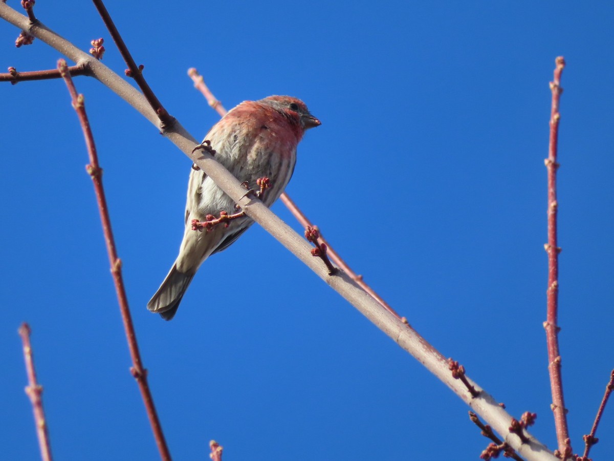 House Finch - ML501260001