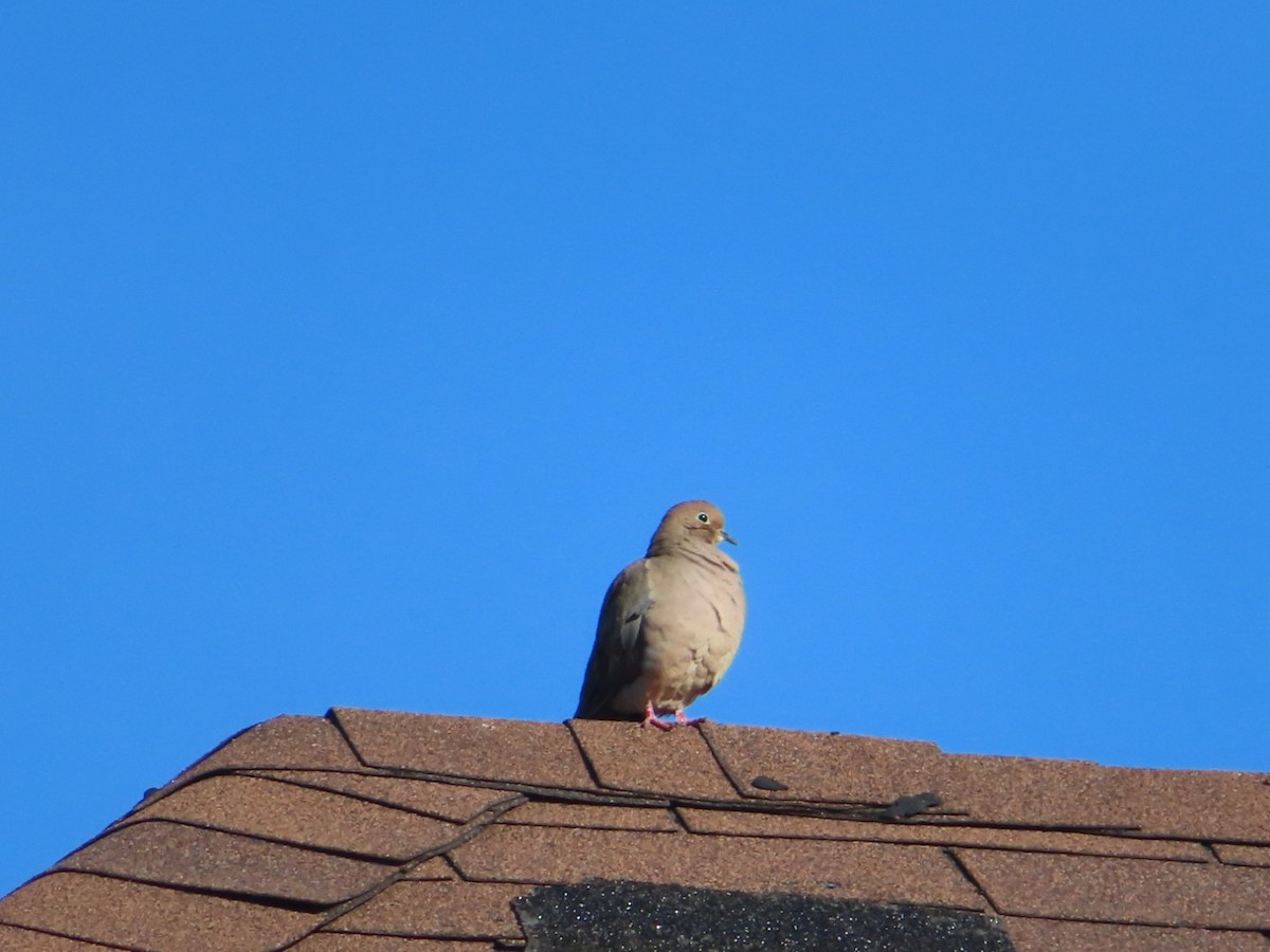 Mourning Dove - ML501260151