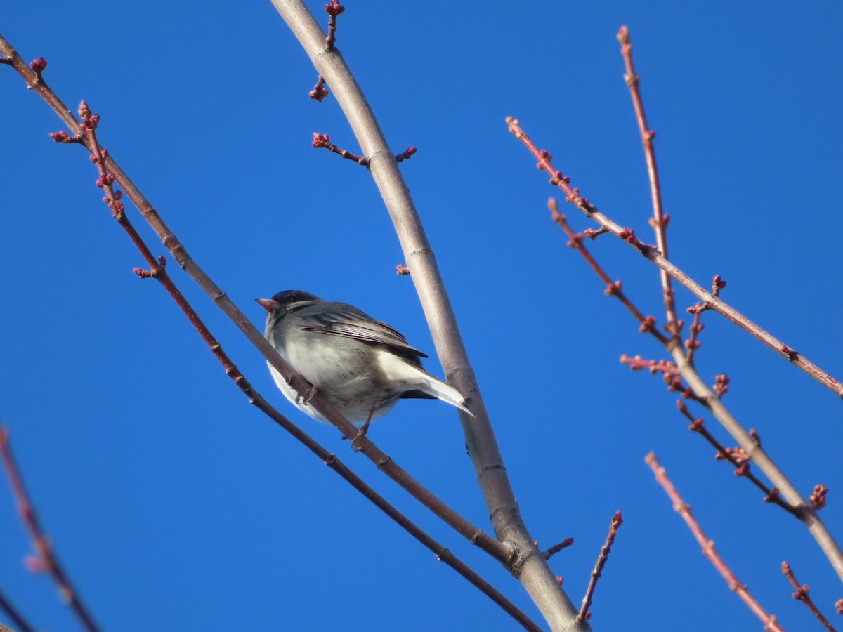 Dark-eyed Junco - ML501260291