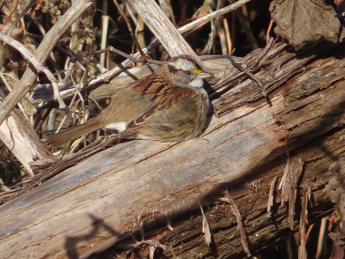 White-throated Sparrow - ML501260561