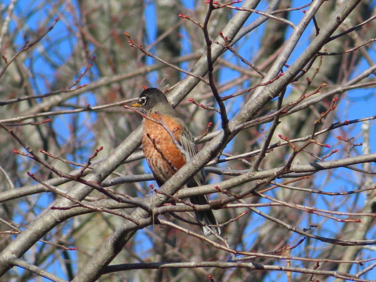 American Robin - ML501260681