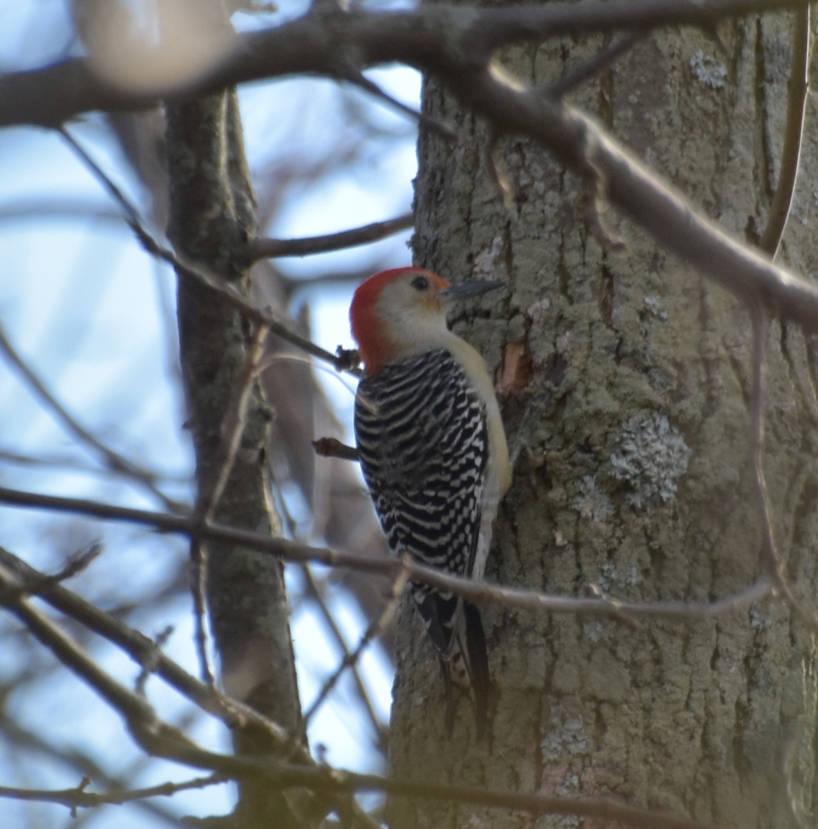 Red-bellied Woodpecker - ML501260791
