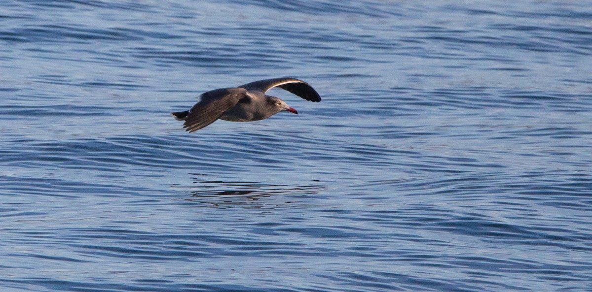 Heermann's Gull - ML501261591