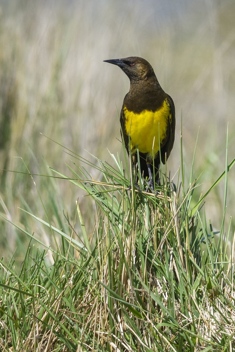 Brown-and-yellow Marshbird - ADRIAN GRILLI