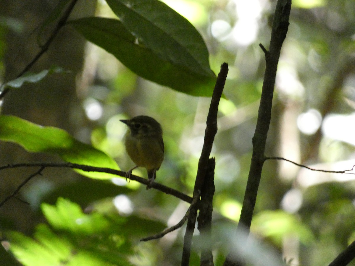 Stub-tailed Spadebill - ML501264151