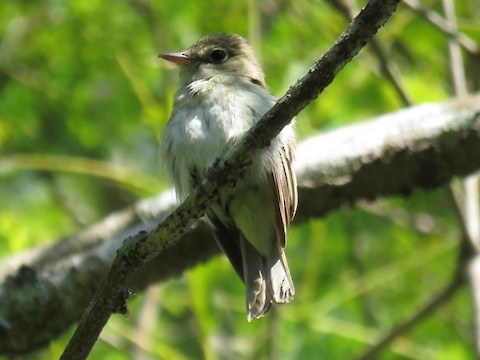 Acadian Flycatcher - Danny Rottino