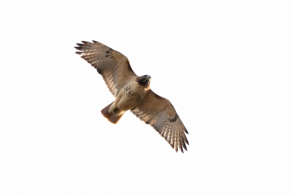 Red-tailed Hawk - ML501267011