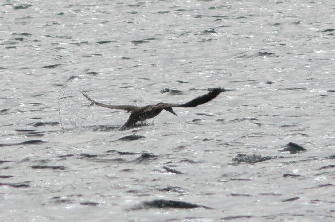 Brown Booby - ML501267451