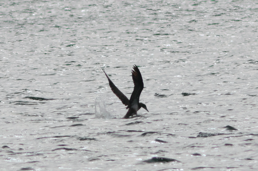 Brown Booby - ML501267461