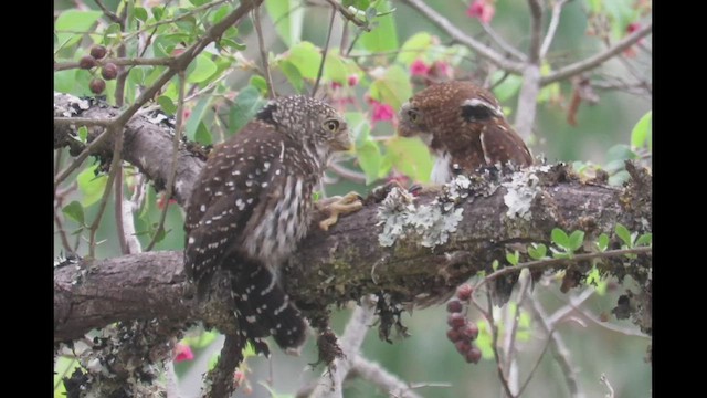 Yungas Pygmy-Owl - ML501267531