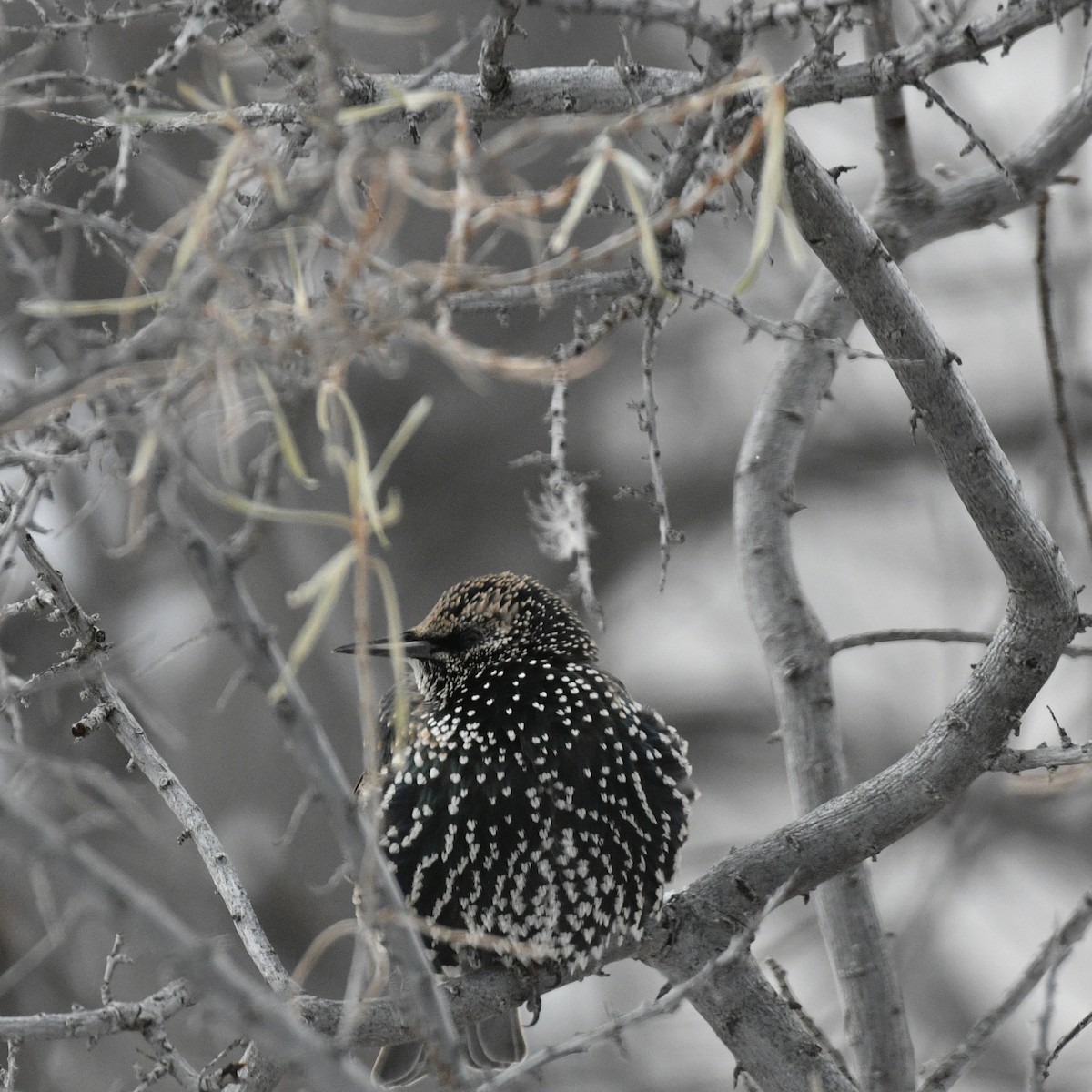 European Starling - ML501267751