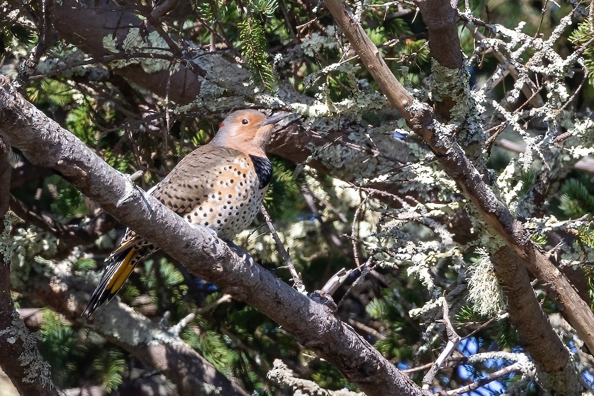 Northern Flicker - Sandy & Bob Sipe