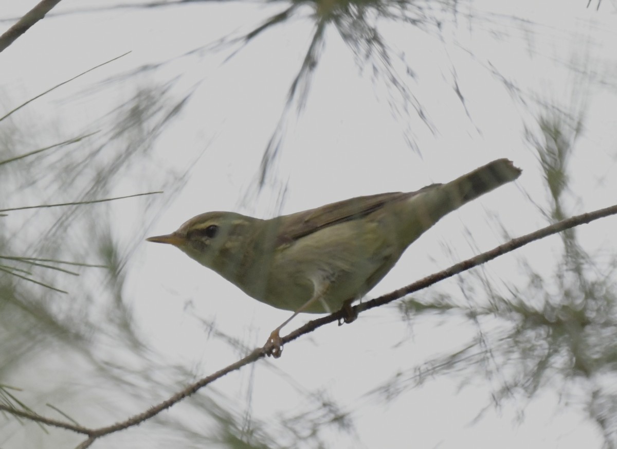 Arctic Warbler - ML501270251