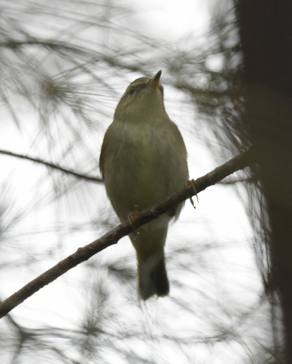 Arctic Warbler - ML501270271