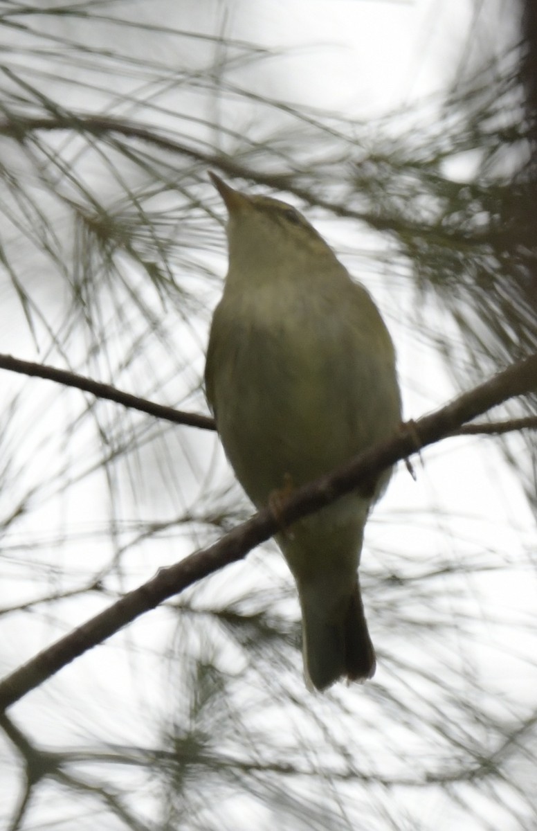 Arctic Warbler - ML501270291