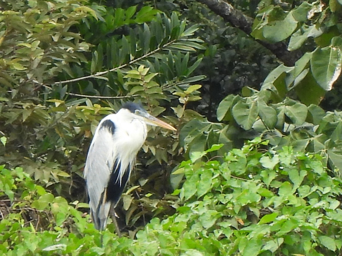 Cocoi Heron - ML501271281