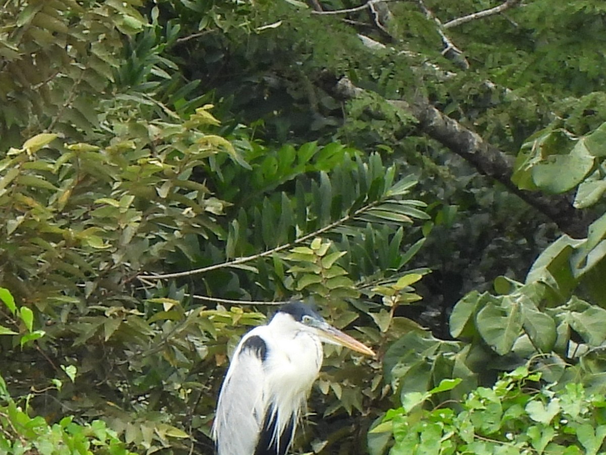 Cocoi Heron - ML501271291