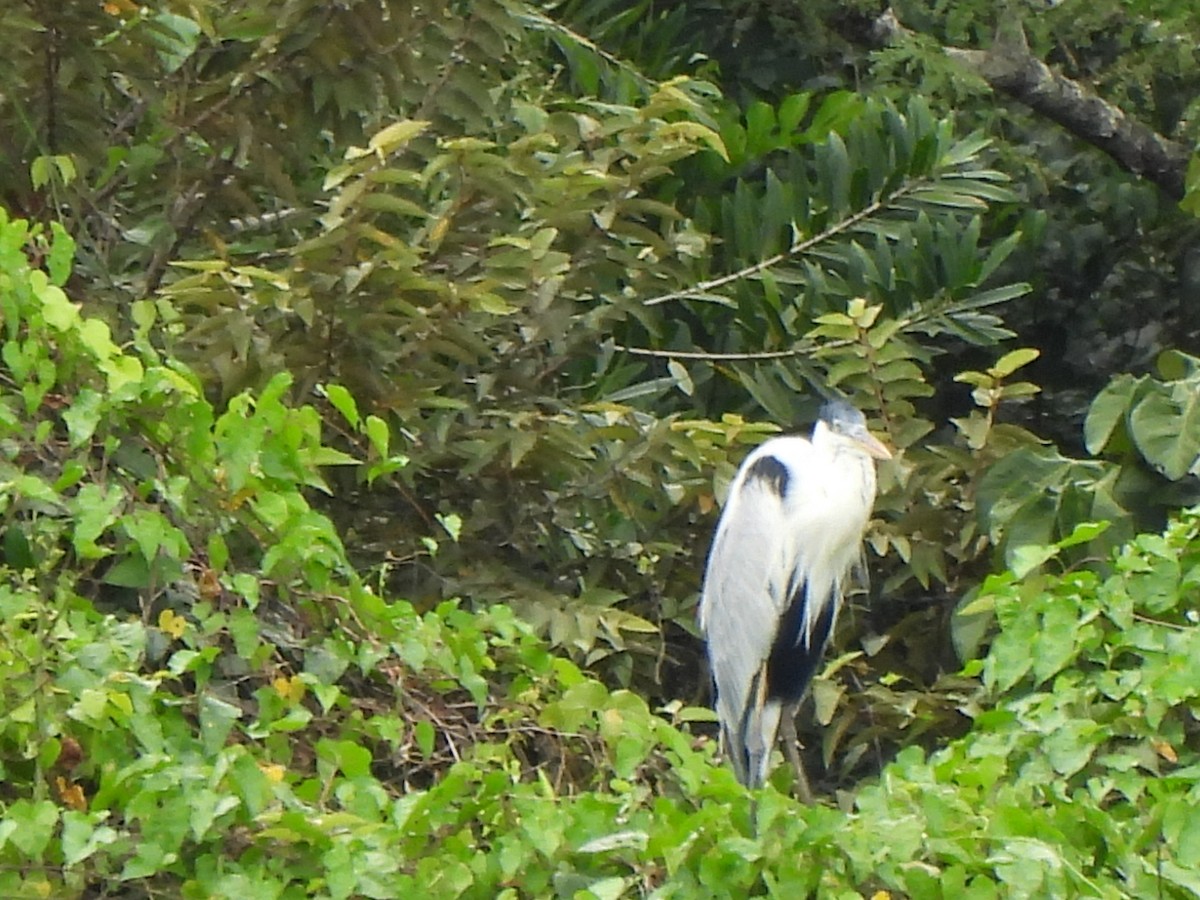 Cocoi Heron - ML501271301