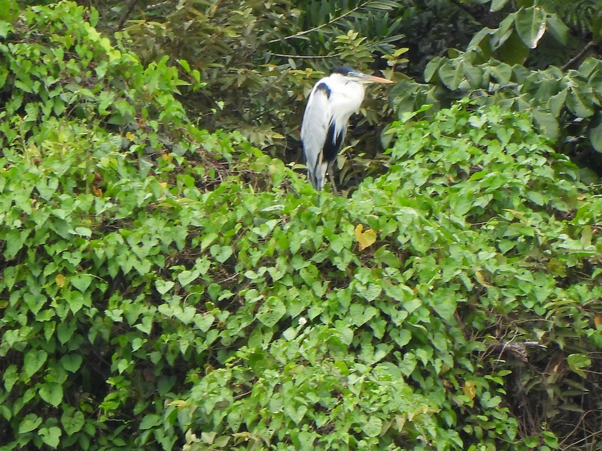 Cocoi Heron - ML501271311