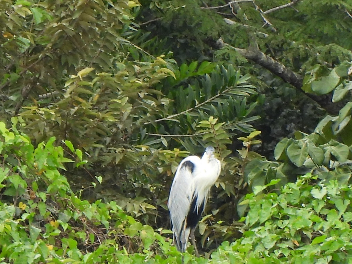 Cocoi Heron - ML501271321