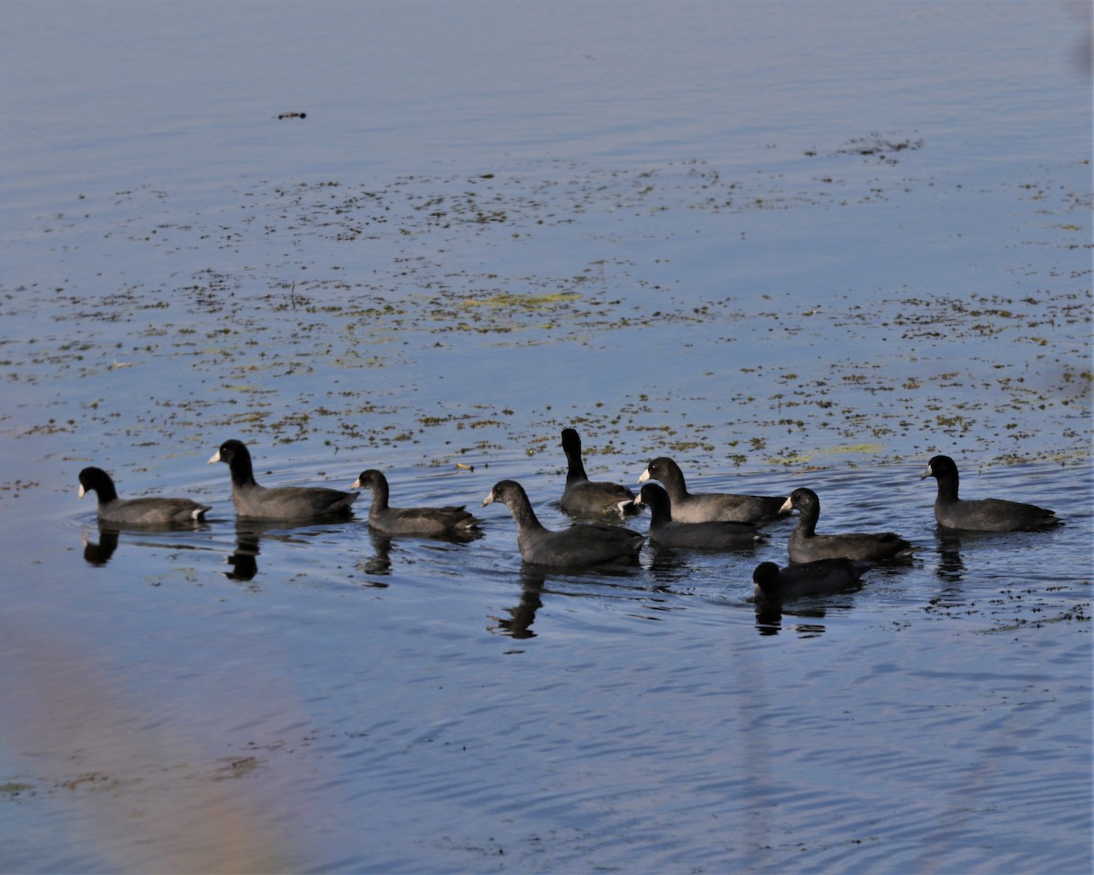 American Coot - ML501271681