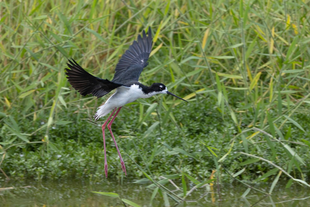 Black-necked Stilt (Hawaiian) - Michael Henry