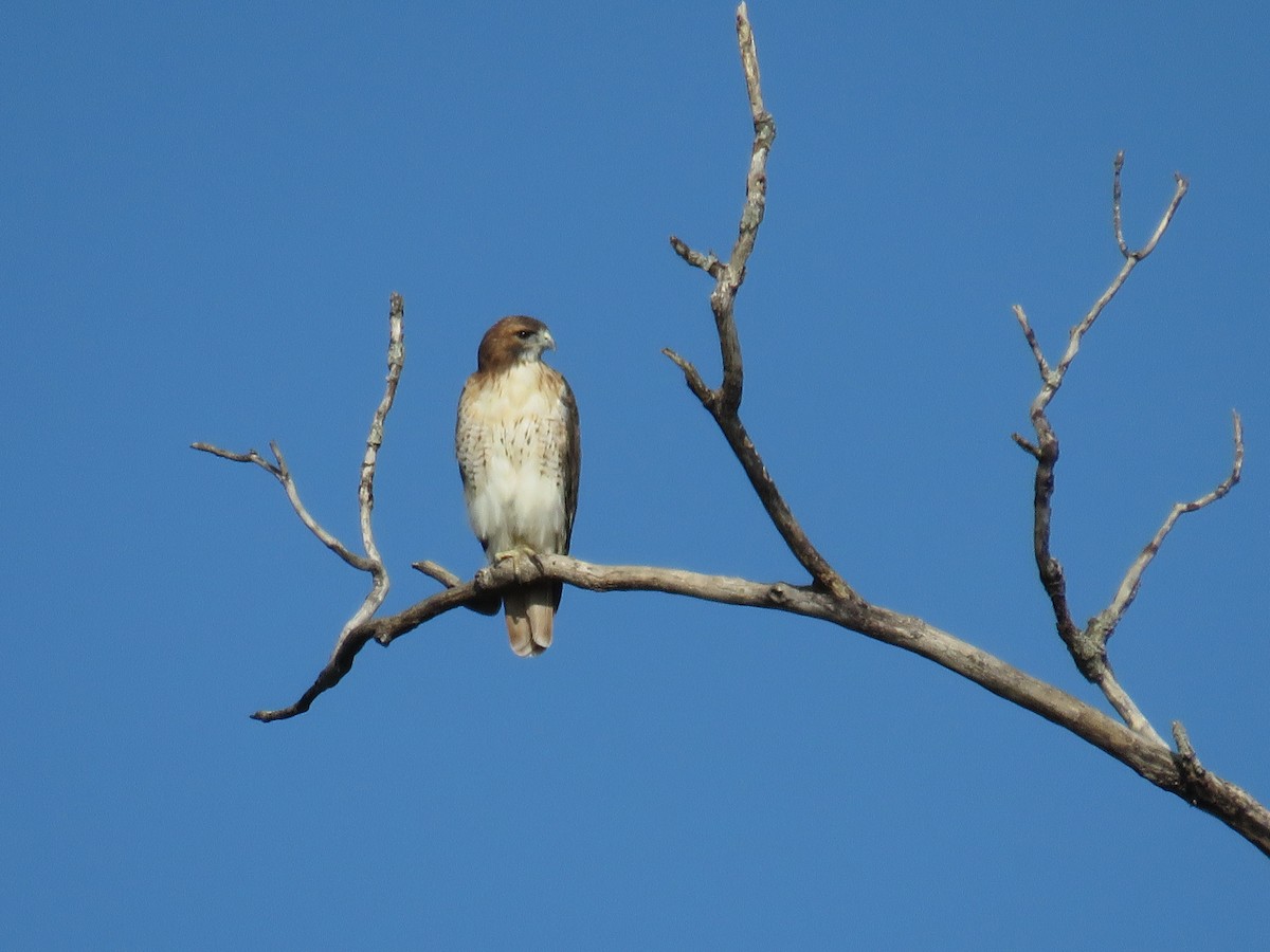 Red-tailed Hawk - ML501271911