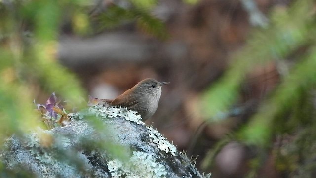 Winter Wren - ML501272151