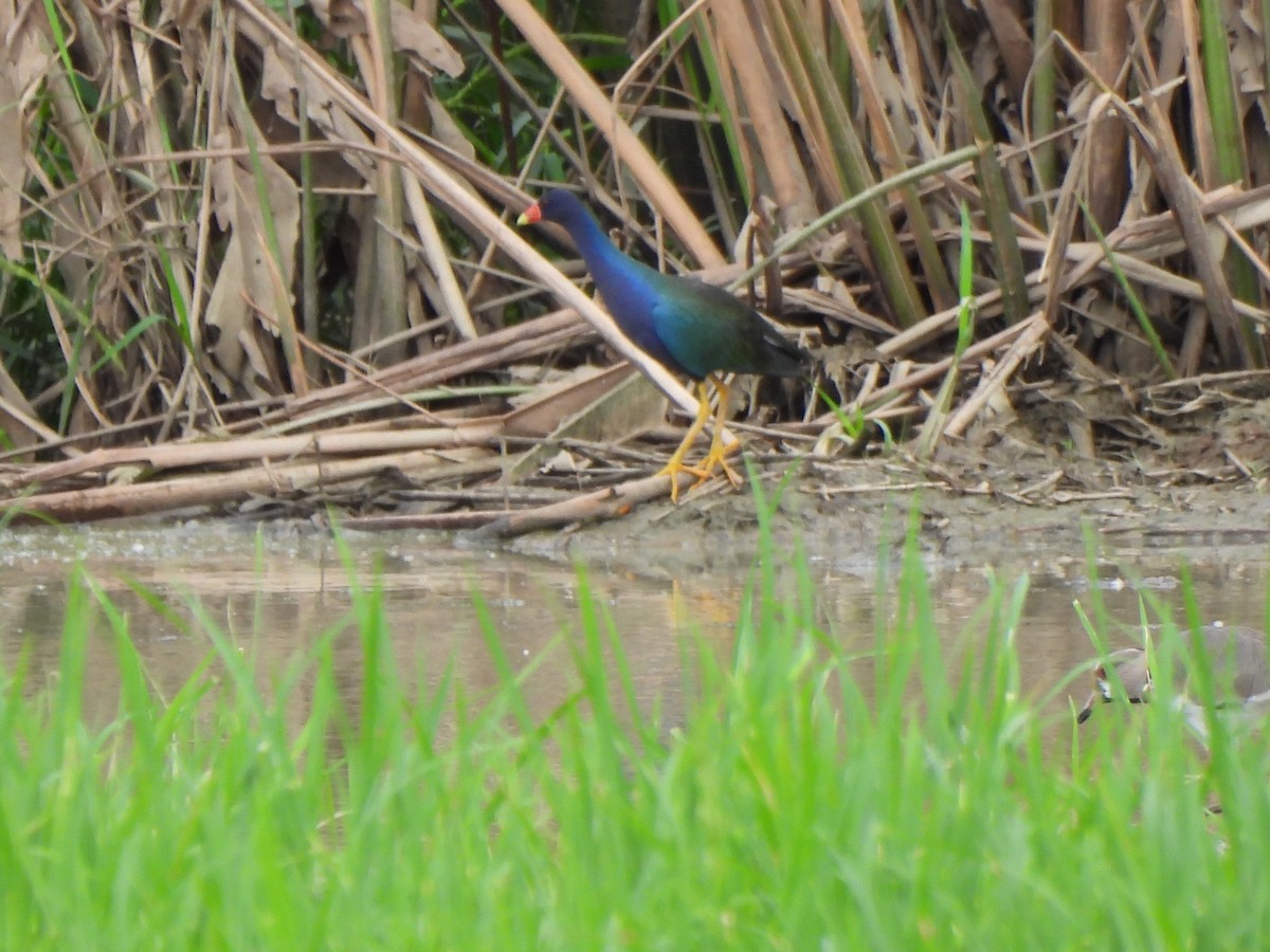 Purple Gallinule - ML501272291