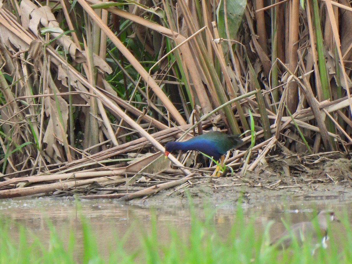 Purple Gallinule - ML501272301