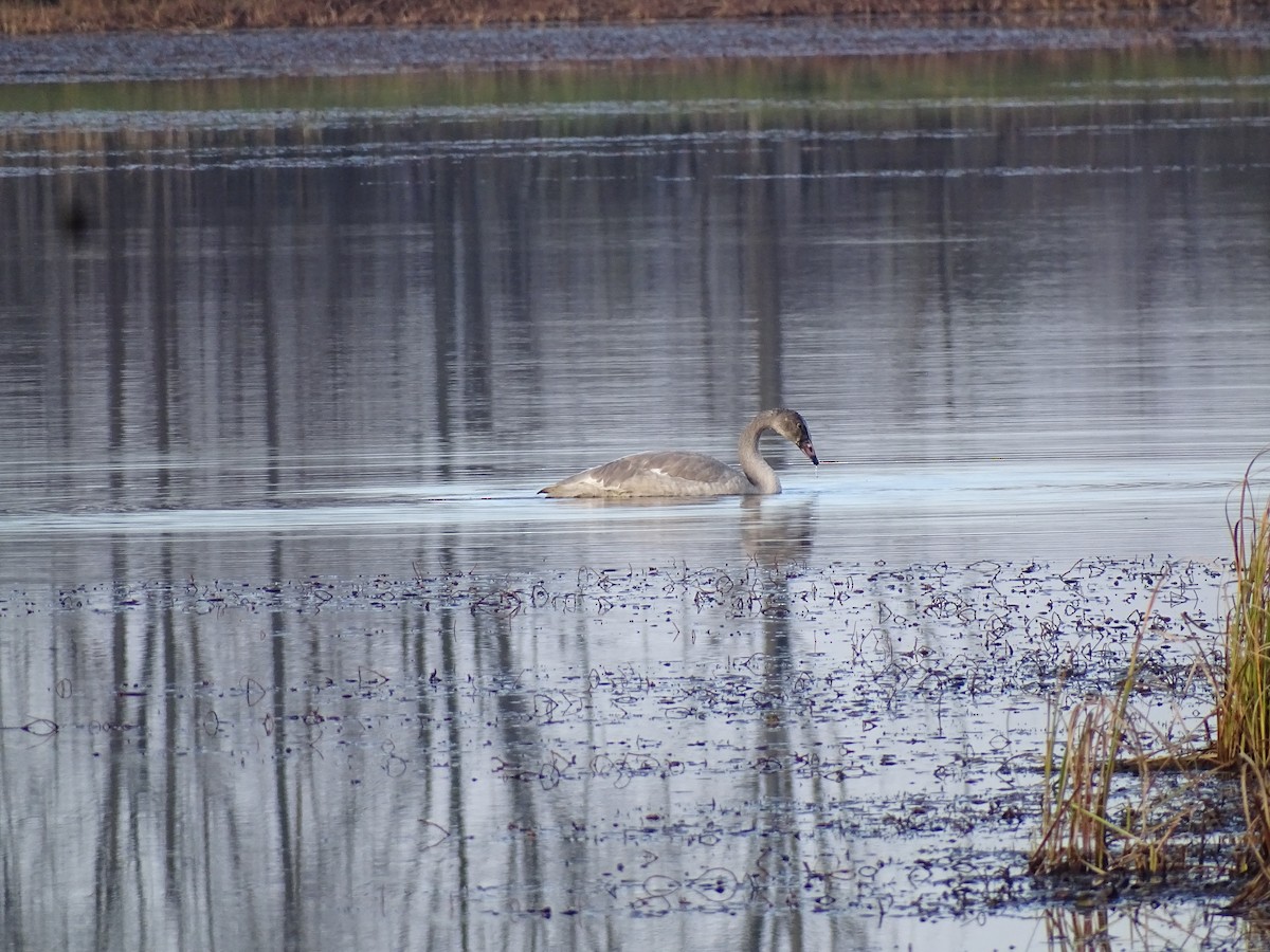 Trumpeter Swan - ML501272741