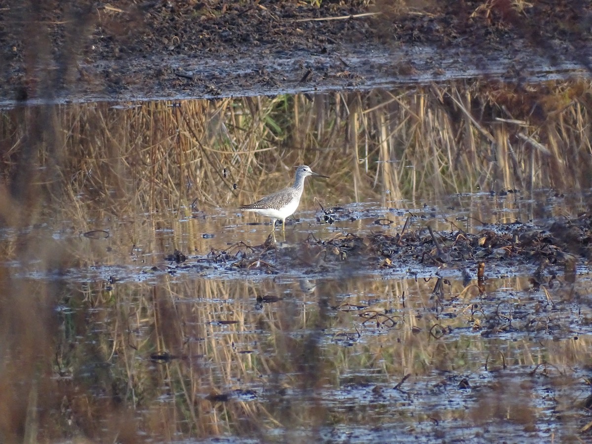 Greater Yellowlegs - ML501273181