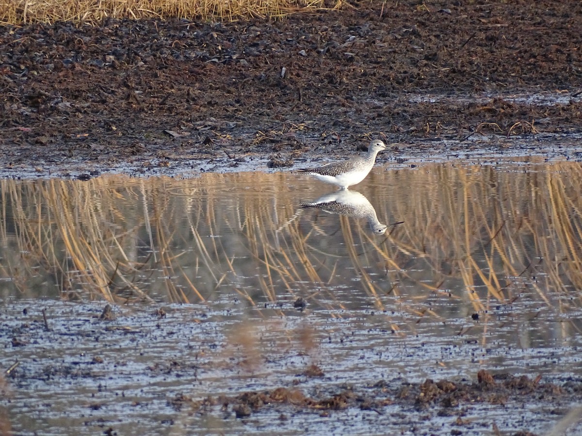 Greater Yellowlegs - ML501273191