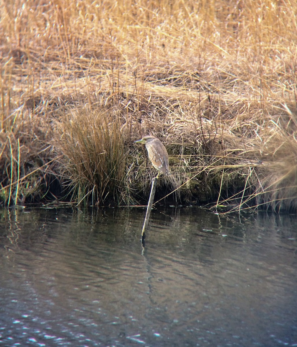Black-crowned Night Heron - ML50127331