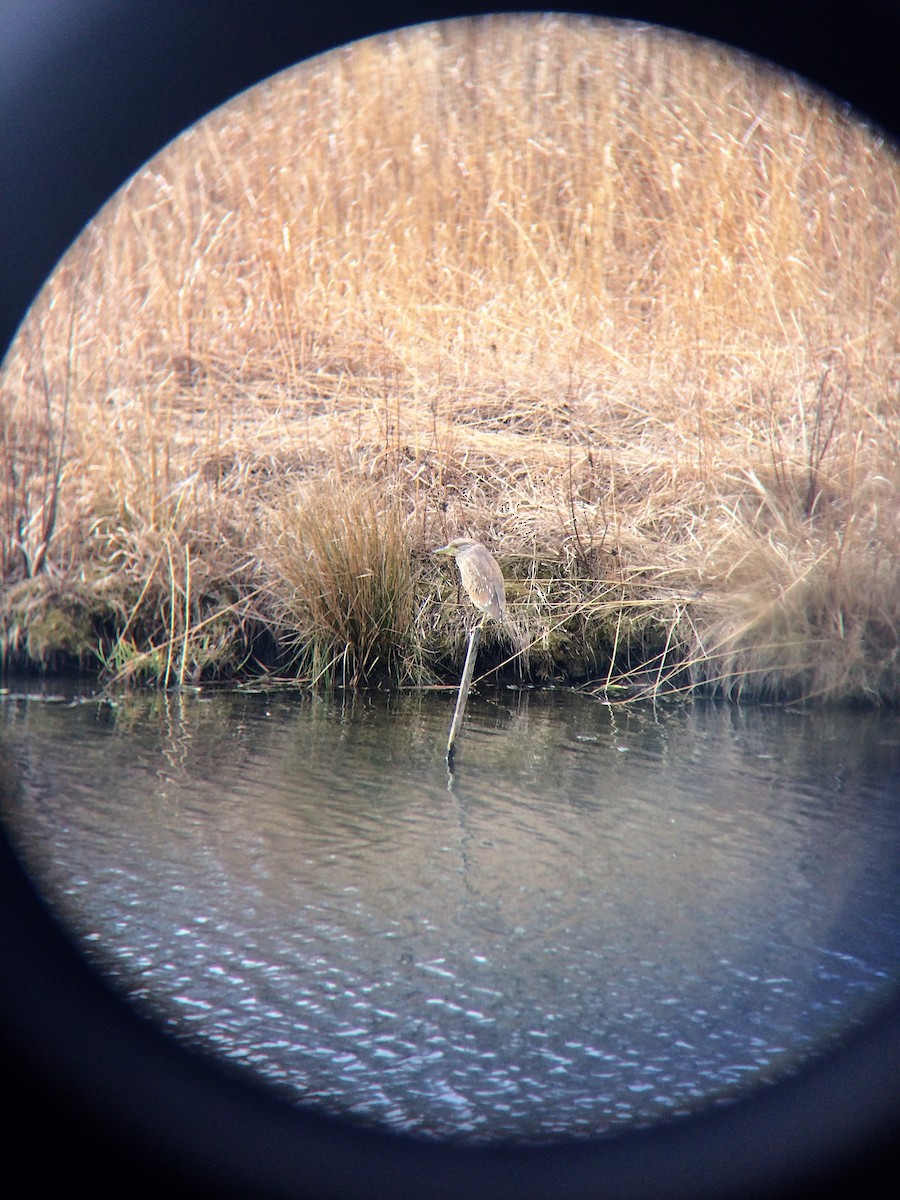 Black-crowned Night Heron - ML50127351