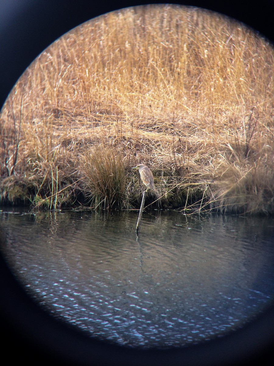 Black-crowned Night Heron - ML50127361