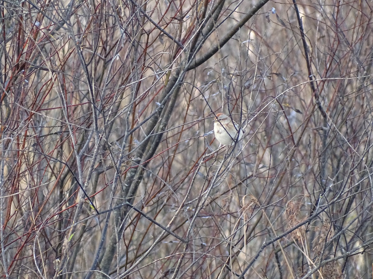 American Tree Sparrow - ML501273741