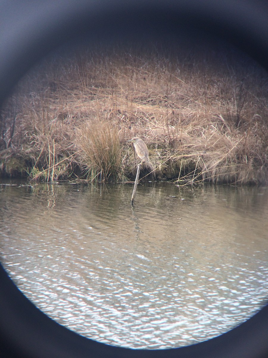 Black-crowned Night Heron - ML50127461