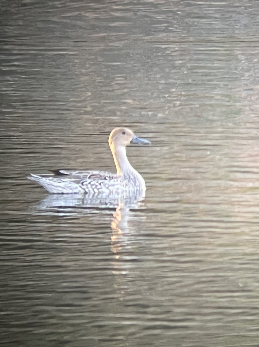 Northern Pintail - Jen Fenner