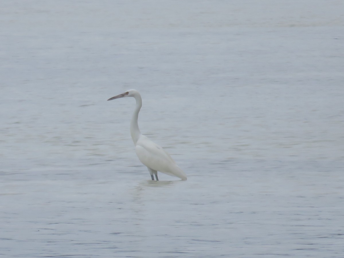 Great Egret - ML50127601