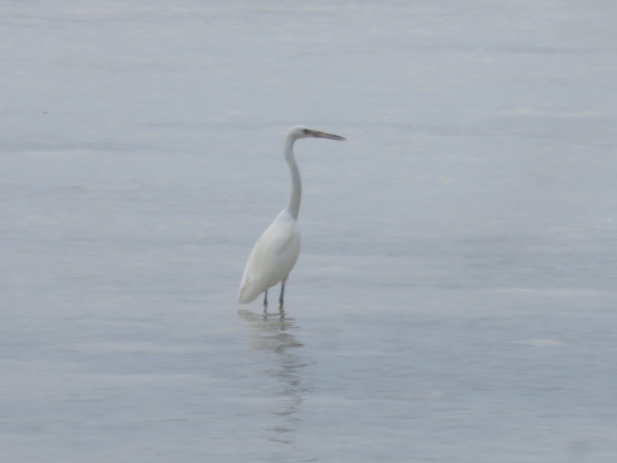 Great Egret - ML50127611