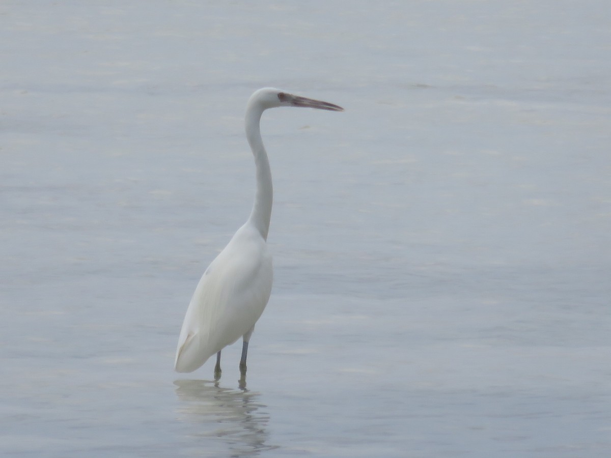 Great Egret - ML50127631