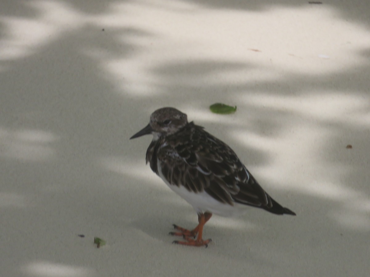 Ruddy Turnstone - ML50127661