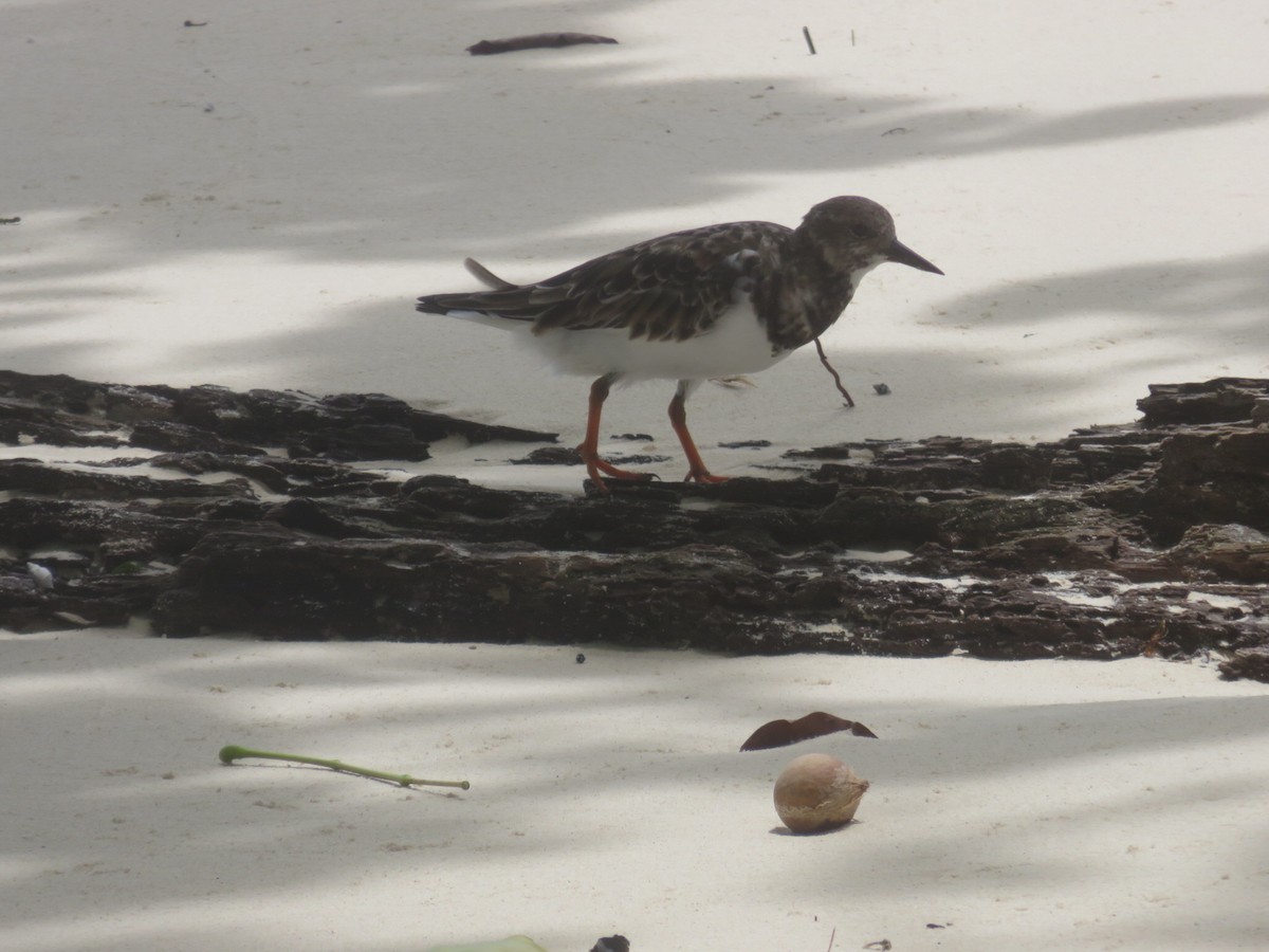 Ruddy Turnstone - ML50127671