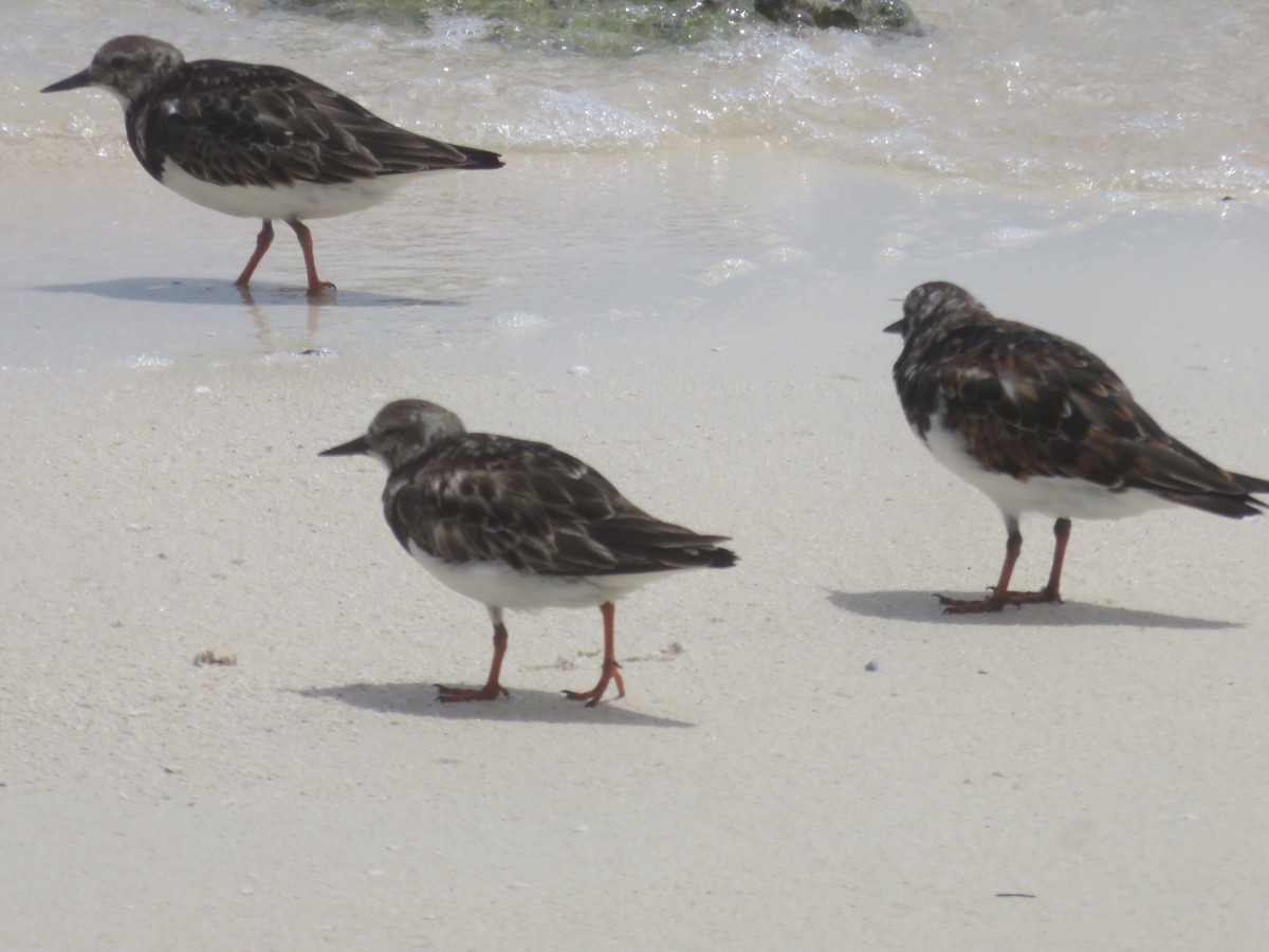 Ruddy Turnstone - ML50127681