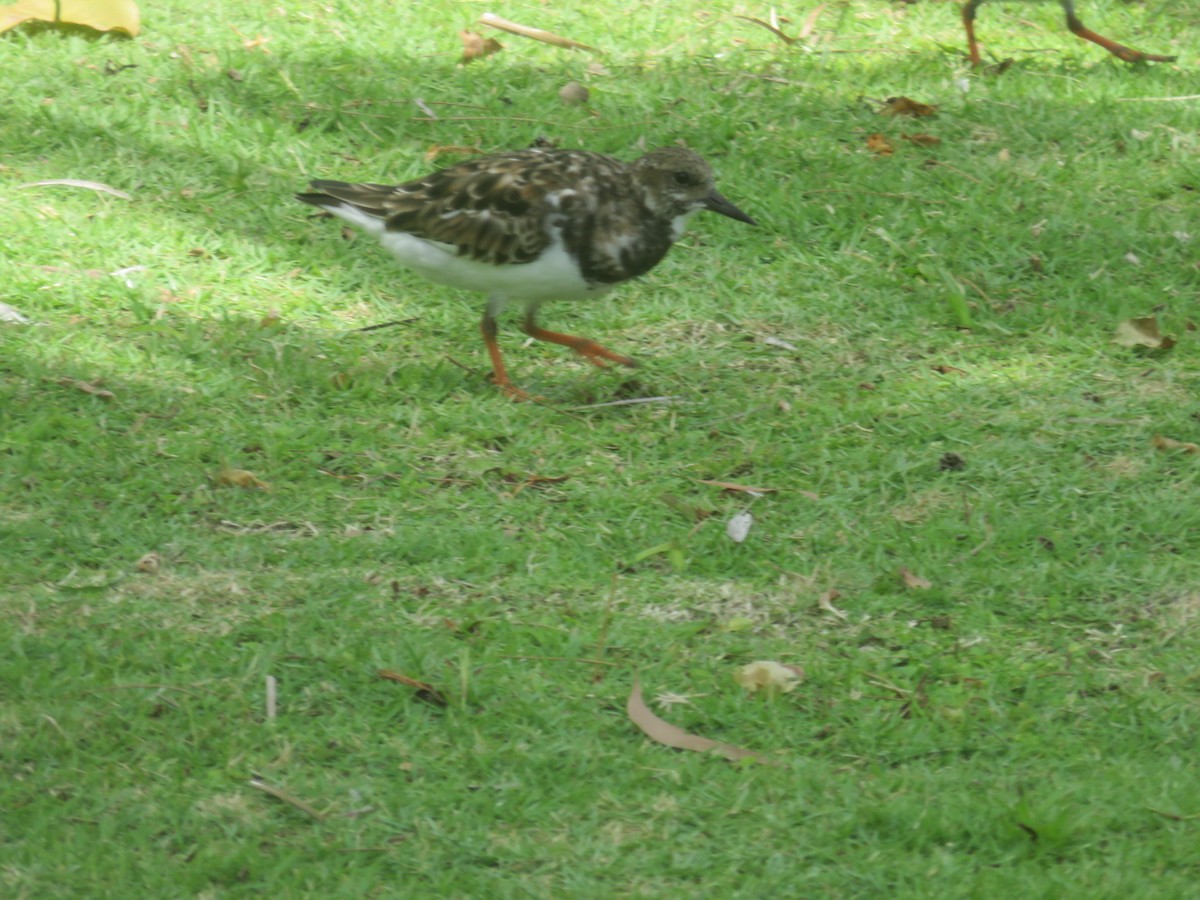 Ruddy Turnstone - ML50127691