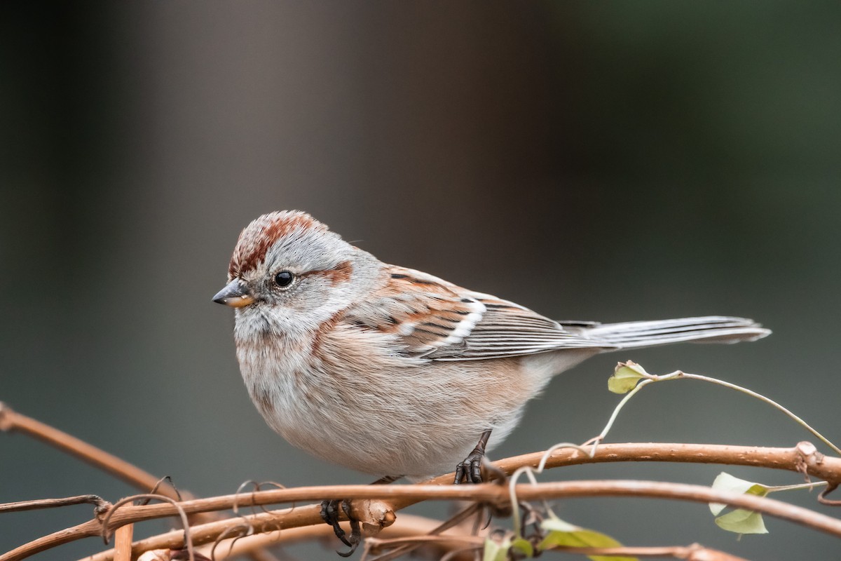 Hudson Körfezi Serçesi - ML501277651