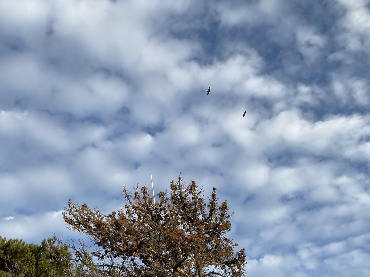 Turkey Vulture - ML501277821